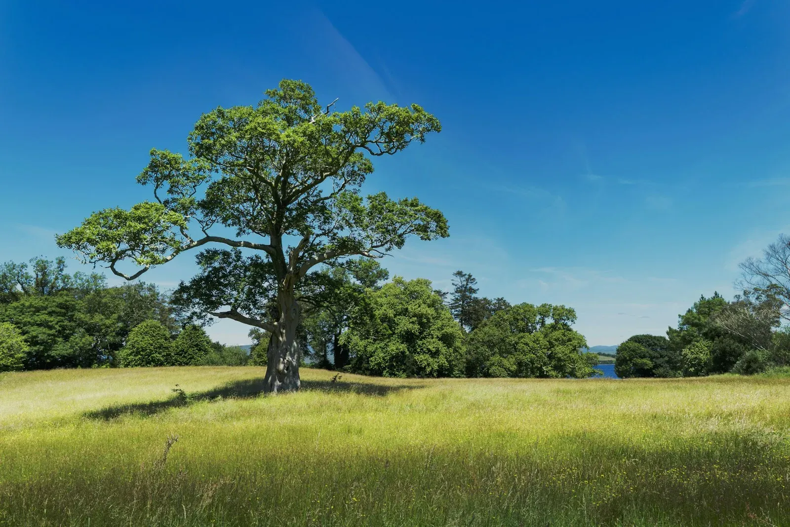 Un grande albero in un prato verde sotto il cielo azzurro